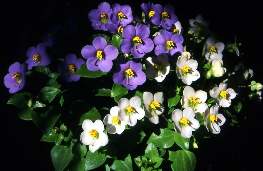 Persian Violets