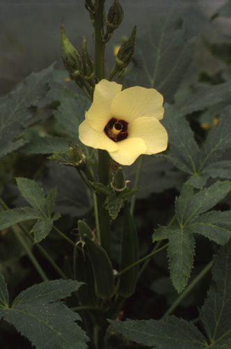 H.esculentus Esculentus