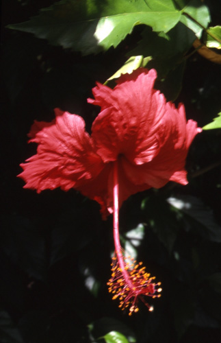 Hibiscus-rosa-sinensis Rosa Sinensis Hibiscus