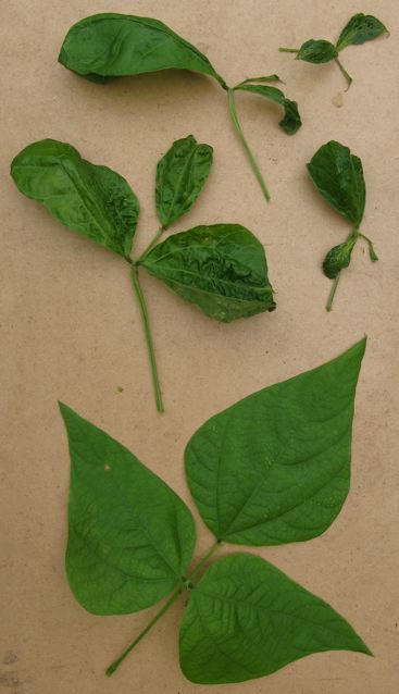 renewablegardeningaugust12pic1