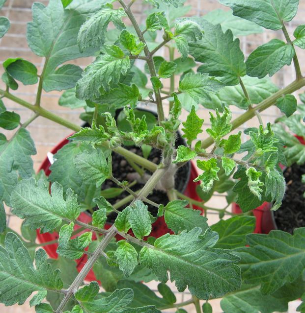 renewablegardeningaugust12pic3