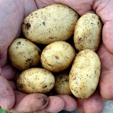 renewablegardeningnov12pic3