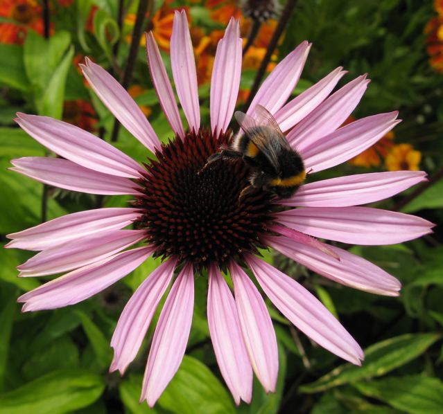 Neonic insecticides pollute plants from top to toe. Even nectar and pollen collected by bees and other insects becomes tainted.