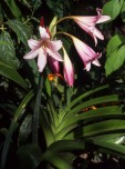 crinums