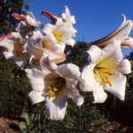 Lilies