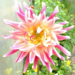 Dahlias